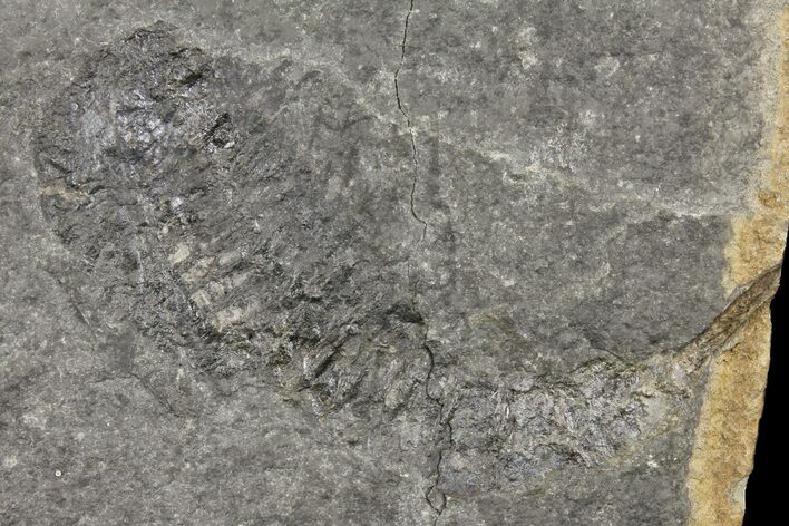 Rare, Silurian Phyllocarid (Ceratiocaris) Fossil - Scotland #162483